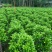 非洲茉莉球1米至2米高基地直发规格齐全质量优质