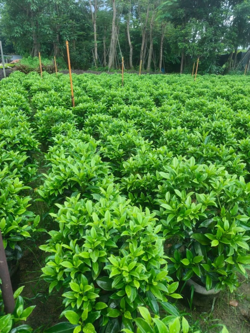 非洲茉莉球1米至2米高基地直发规格齐全质量优质