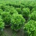 非洲茉莉球1米至2米高基地直发规格齐全质量优质