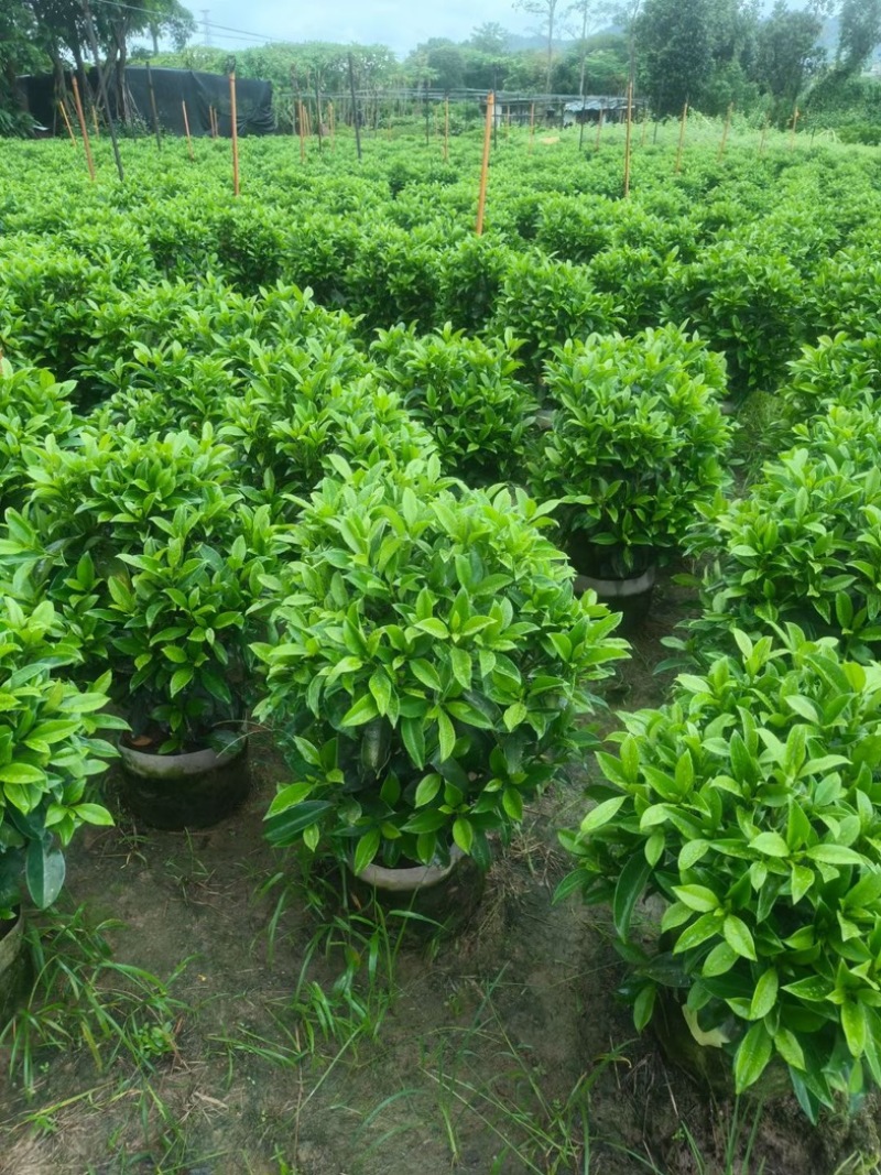 非洲茉莉球1米至2米高基地直发规格齐全质量优质