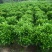 非洲茉莉球1米至2米高基地直发规格齐全质量优质