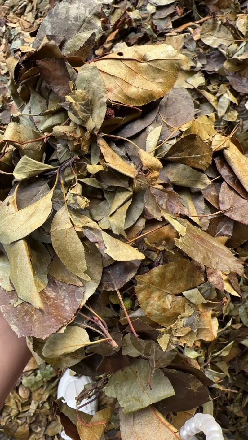 湖北凉茶大量上市，品质保障，可视频看货