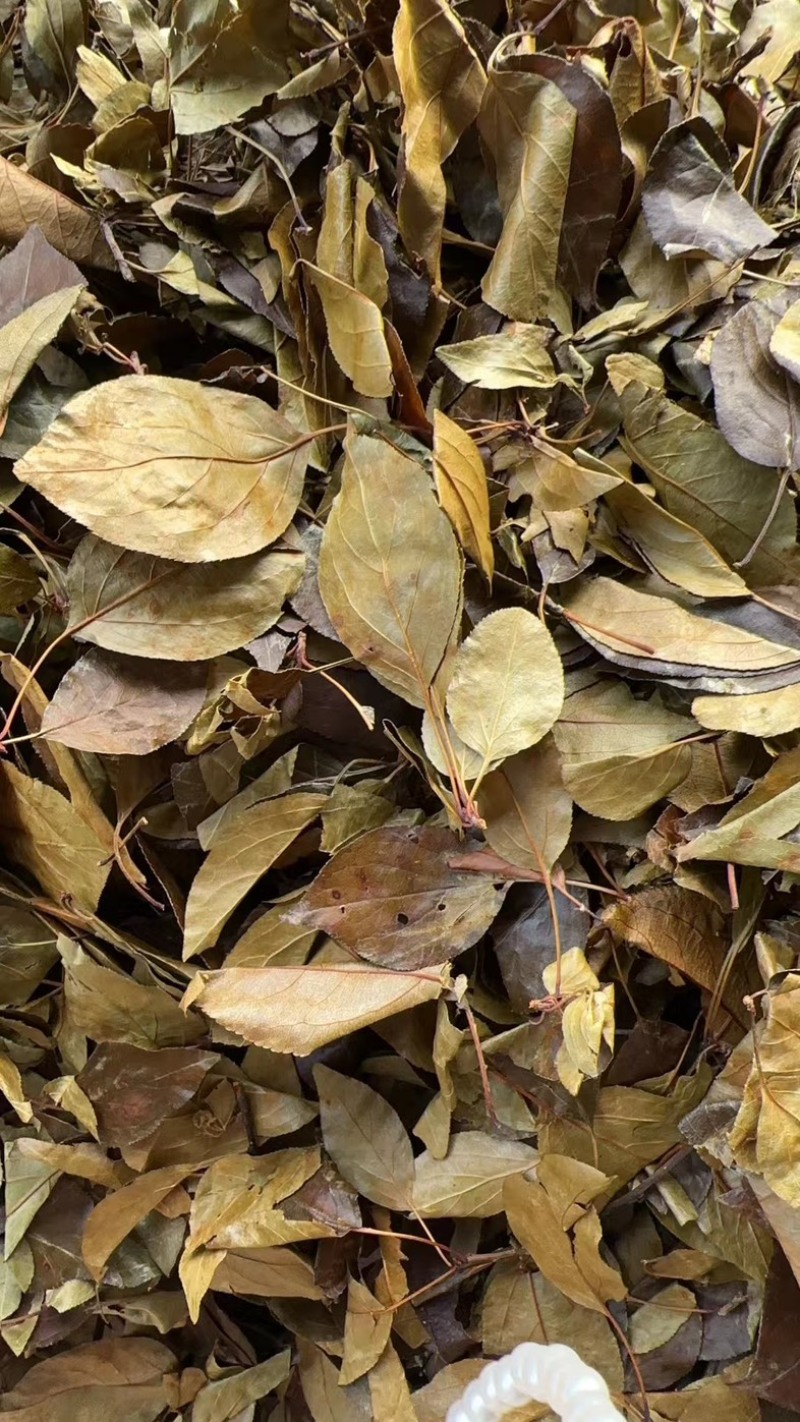 湖北凉茶大量上市，品质保障，可视频看货