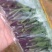 常年供应鲜切，菊花种苗白菊苗，黄菊苗，有质有量，成活率高