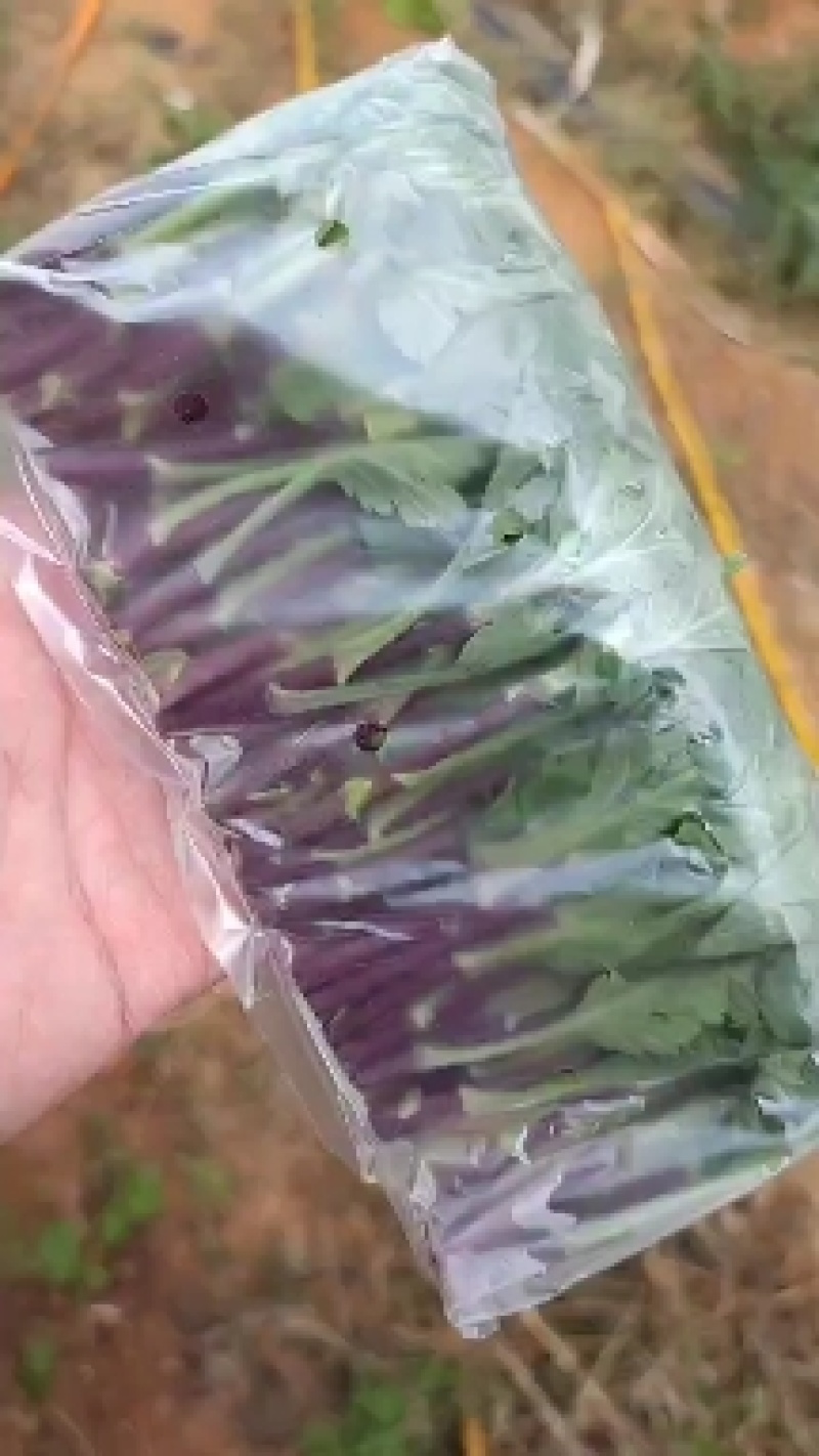 常年供应鲜切，菊花种苗白菊苗，黄菊苗，有质有量，成活率高