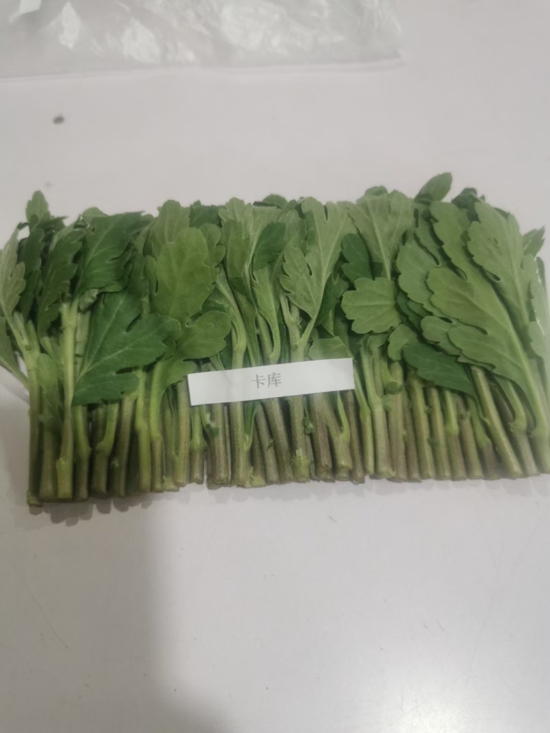 常年供应鲜切，菊花种苗白菊苗，黄菊苗，有质有量，成活率高
