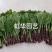常年供应鲜切，菊花种苗白菊苗，黄菊苗，有质有量，成活率高