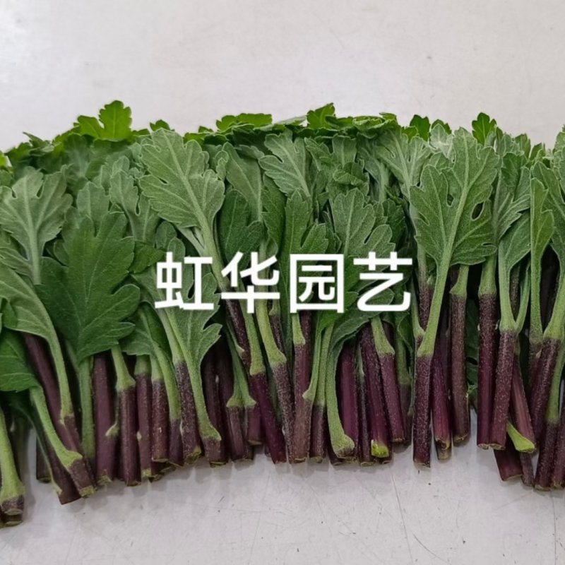 常年供应鲜切，菊花种苗白菊苗，黄菊苗，有质有量，成活率高