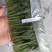 常年供应鲜切，菊花种苗白菊苗，黄菊苗，有质有量，成活率高