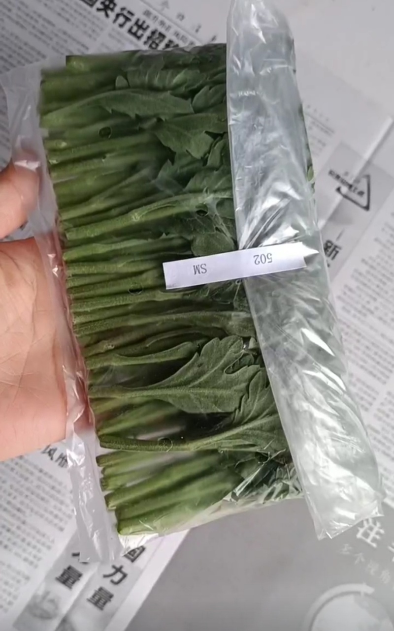 常年供应鲜切，菊花种苗白菊苗，黄菊苗，有质有量，成活率高