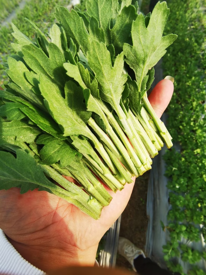 常年供应鲜切，菊花种苗白菊苗，黄菊苗，有质有量，成活率高