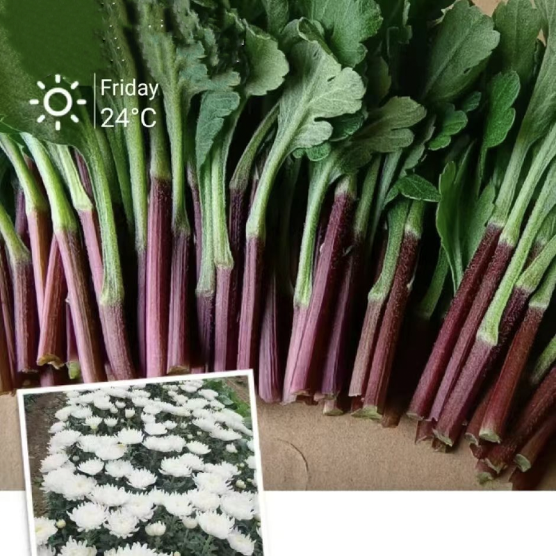 常年供应鲜切，菊花种苗白菊苗，黄菊苗，有质有量，成活率高