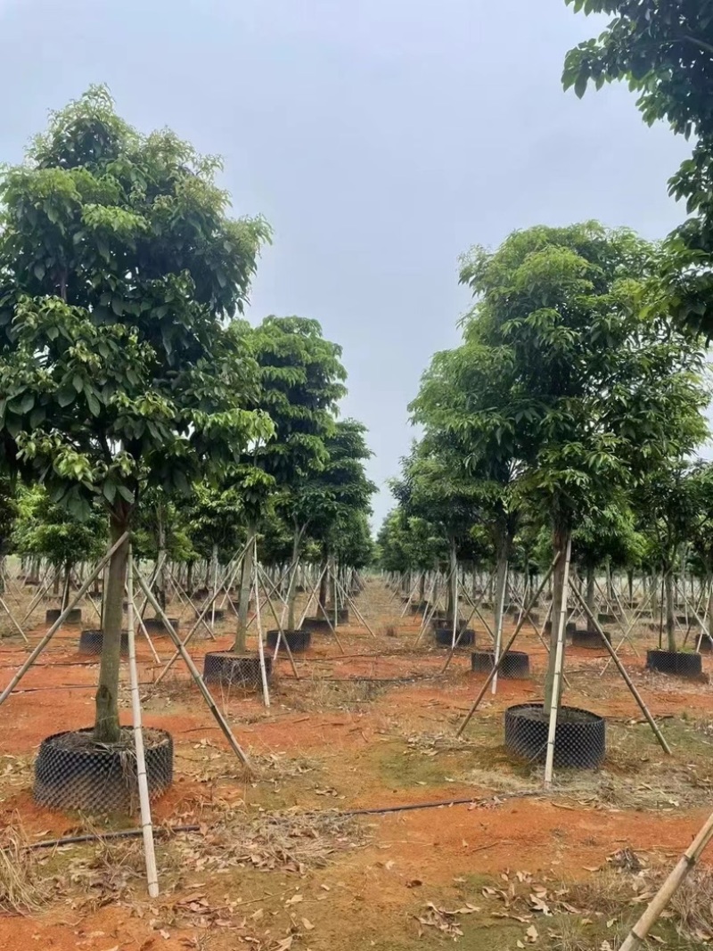 假萍婆12～20公分基地直发规格齐全质量优质