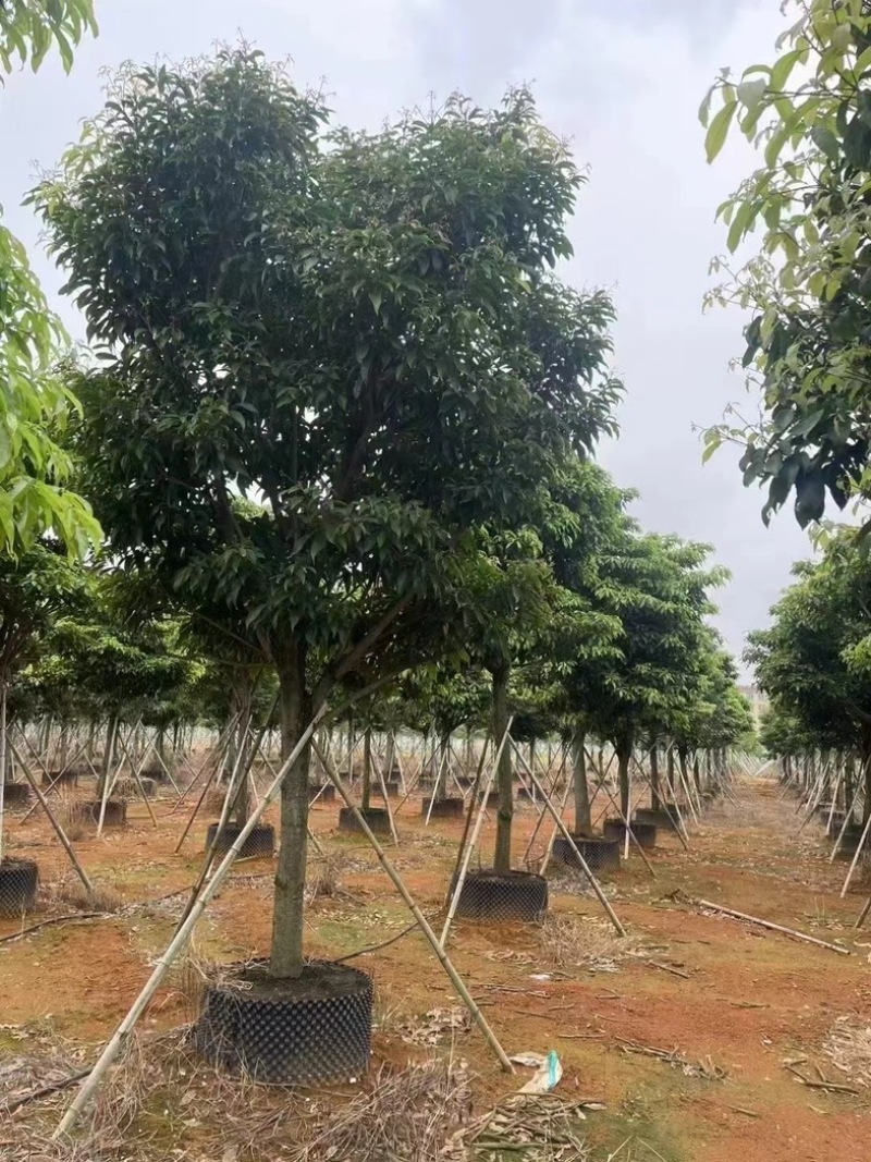 假萍婆12～20公分基地直发规格齐全质量优质