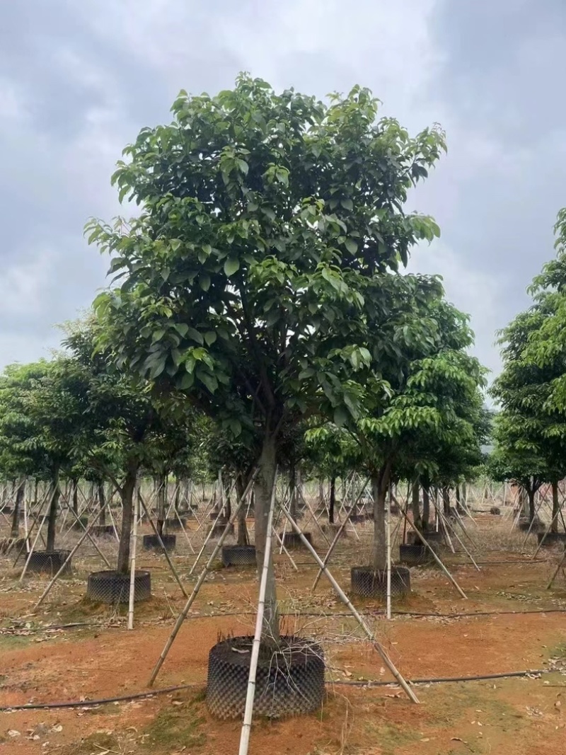 假萍婆12～20公分基地直发规格齐全质量优质