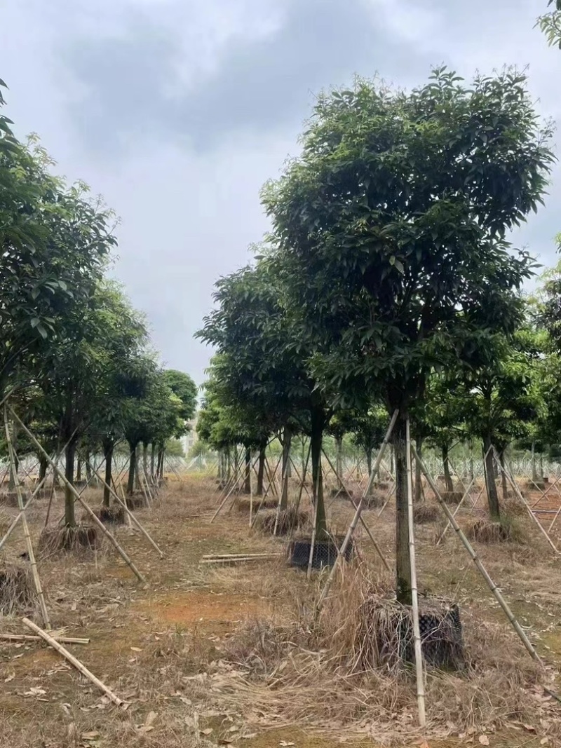 假萍婆12～20公分基地直发规格齐全质量优质