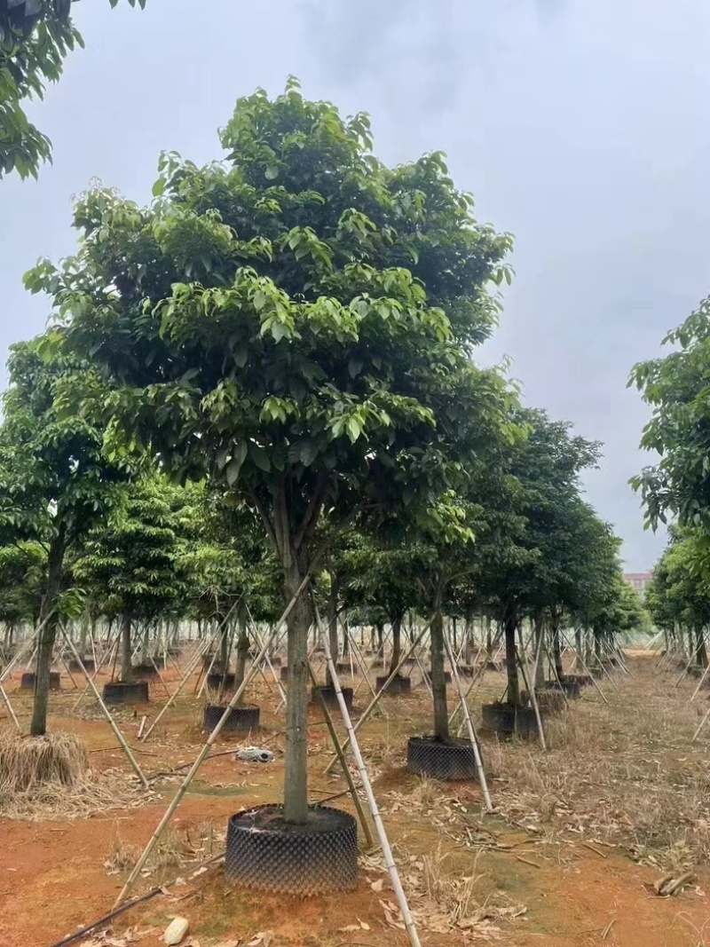假萍婆12～20公分基地直发规格齐全质量优质