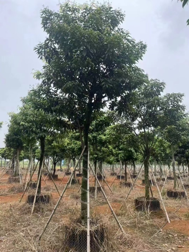 假萍婆12～20公分基地直发规格齐全质量优质