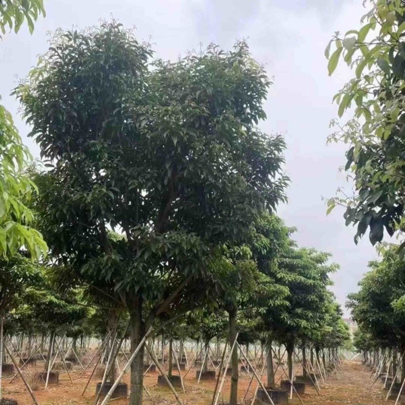 假萍婆12～20公分基地直发规格齐全质量优质