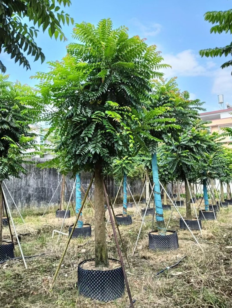 麻楝大冠幅12～20公分基地直发规格齐全质量优质
