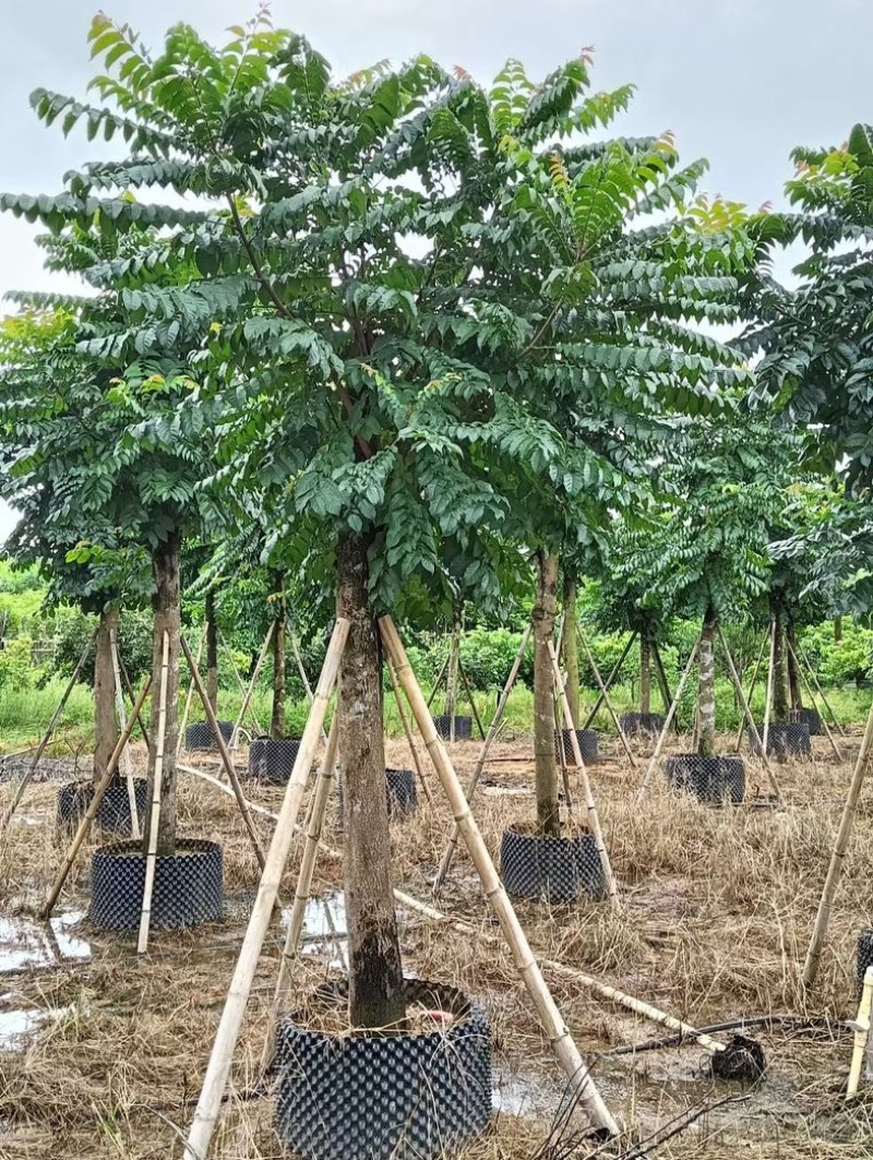 麻楝大冠幅12～20公分基地直发规格齐全质量优质