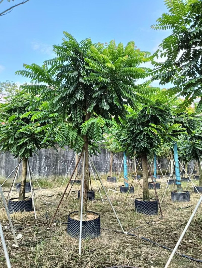 麻楝大冠幅12～20公分基地直发规格齐全质量优质