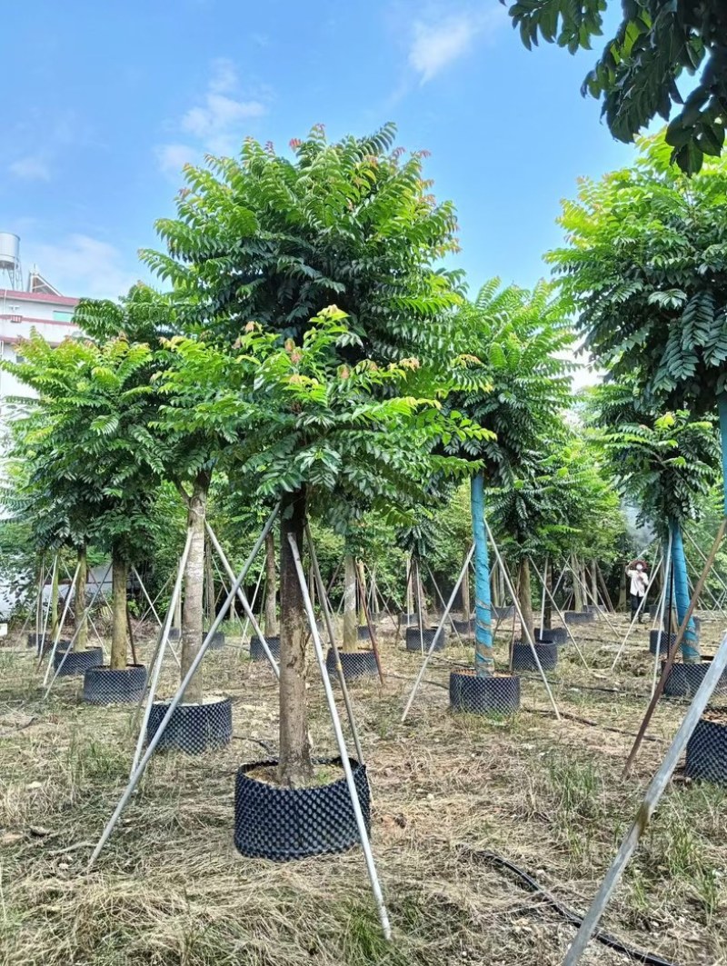 麻楝大冠幅12～20公分基地直发规格齐全质量优质