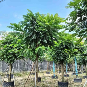 麻楝大冠幅12～20公分基地直发规格齐全质量优质