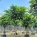 麻楝大冠幅12～20公分基地直发规格齐全质量优质