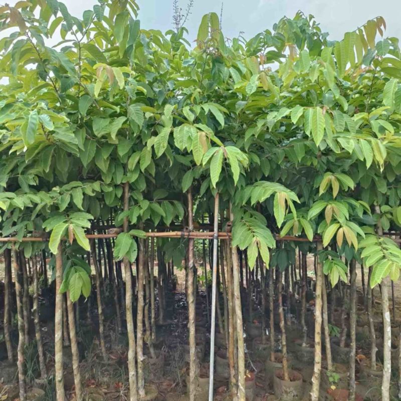 大叶紫薇5～15公分基地直发规格齐全质量优质