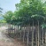大叶紫薇5～15公分基地直发规格齐全质量优质