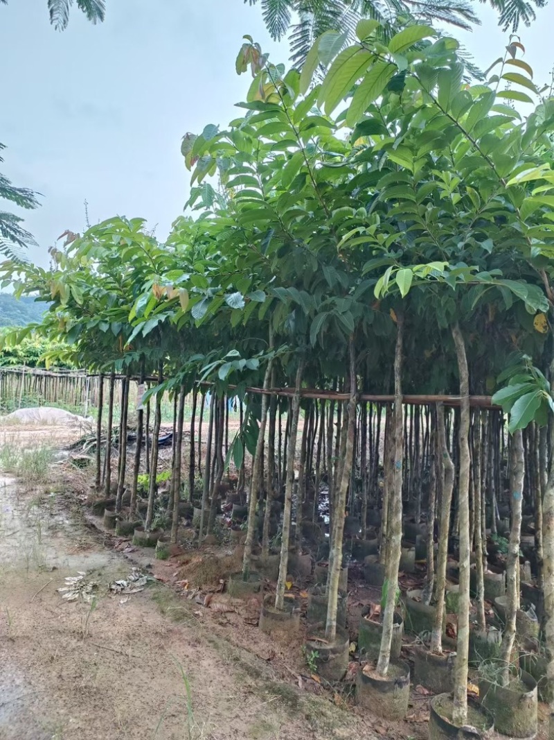 大叶紫薇5～15公分基地直发规格齐全质量优质