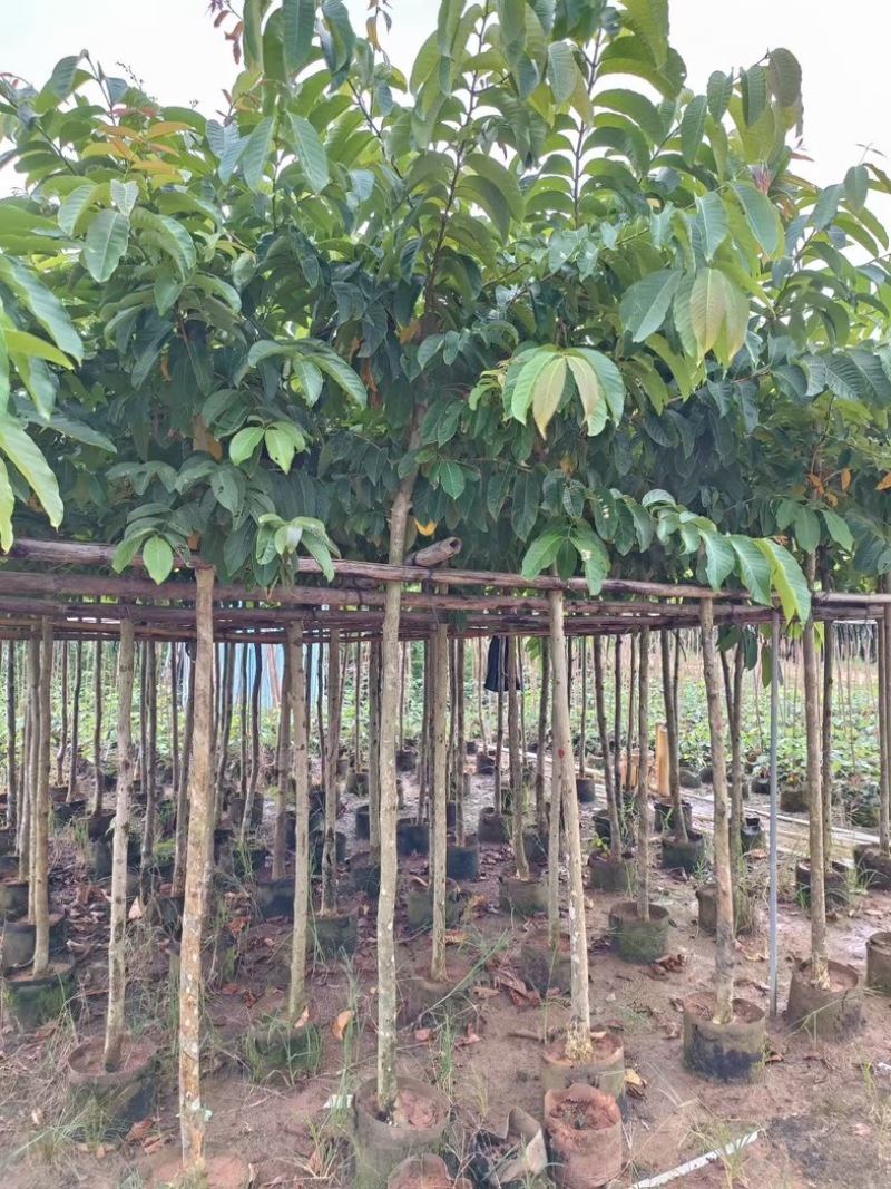 大叶紫薇5～15公分基地直发规格齐全质量优质
