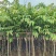 大叶紫薇5～15公分基地直发规格齐全质量优质