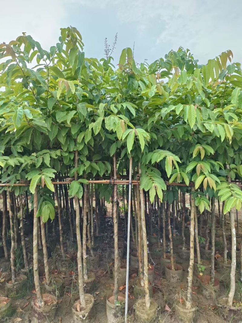 大叶紫薇5～15公分基地直发规格齐全质量优质