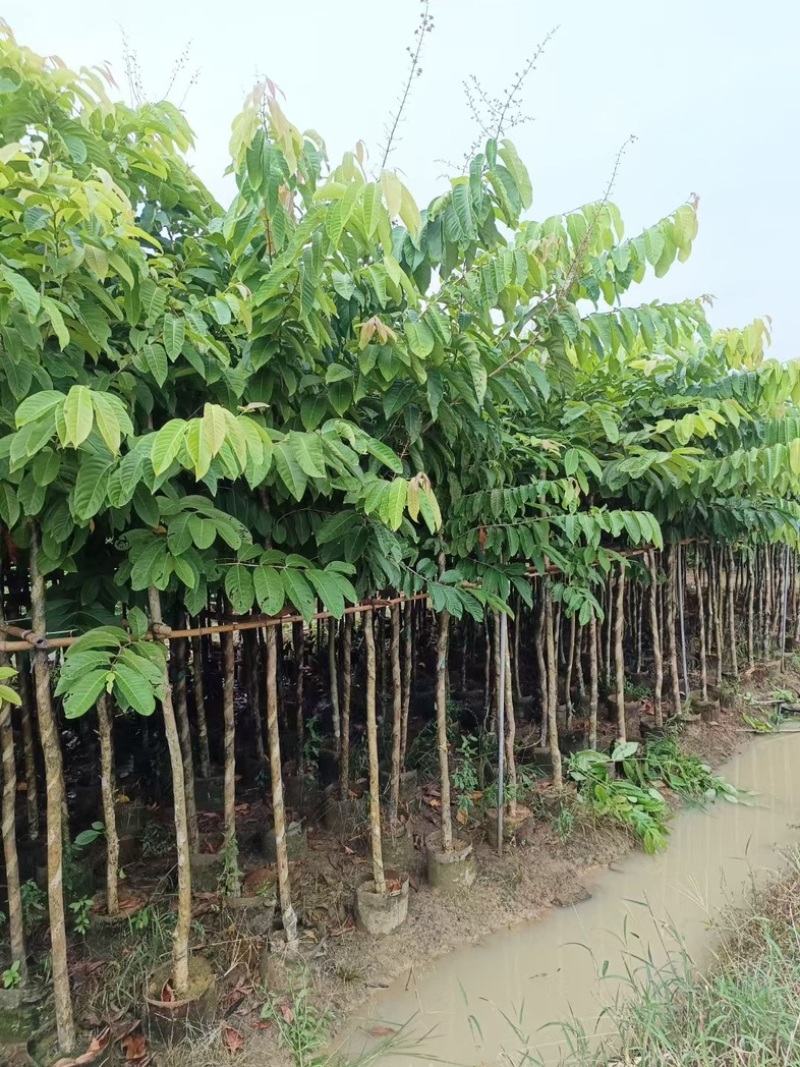 大叶紫薇5～15公分基地直发规格齐全质量优质