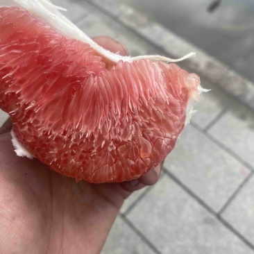 红心蜜柚