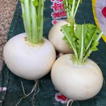圆萝卜，春不老，产地一手货源价格美丽，量大从优，