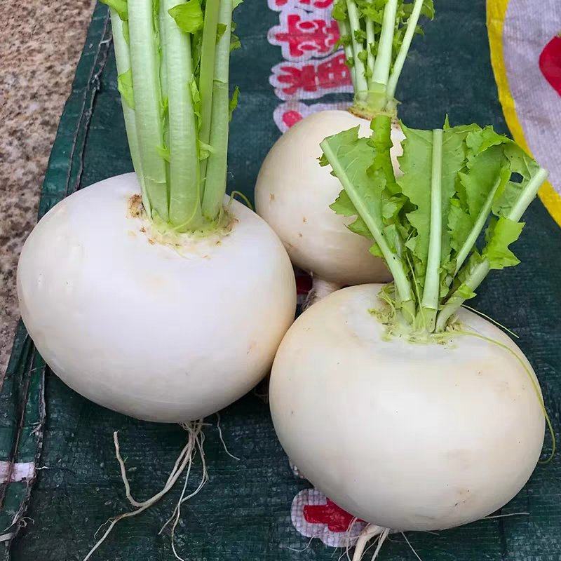 圆萝卜，春不老，产地一手货源价格美丽，量大从优，