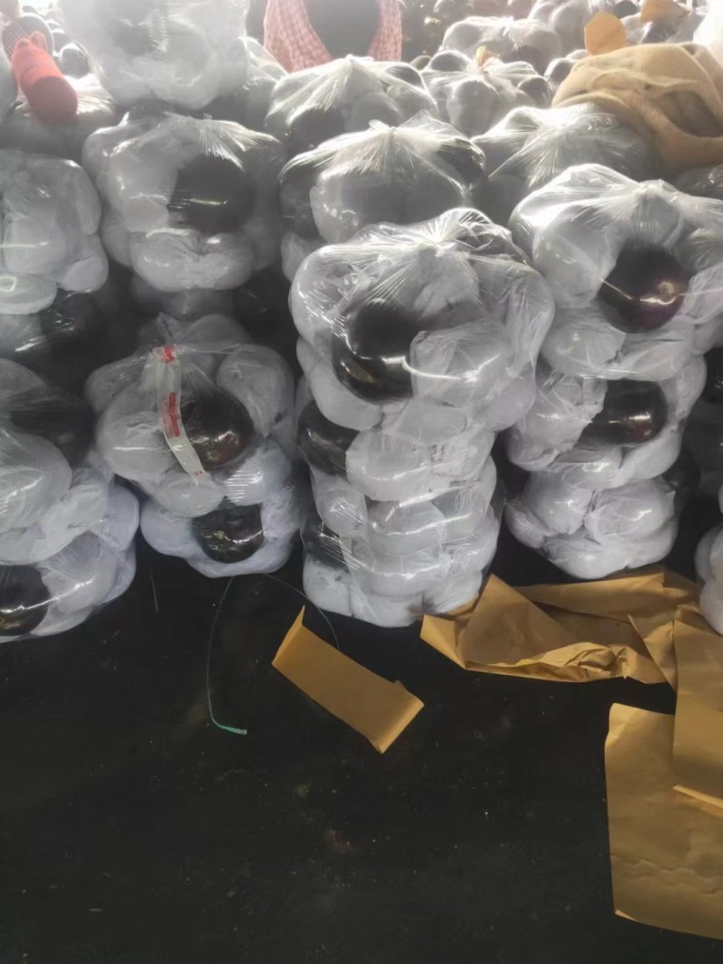 山东紫光圆茄基地大量供应量大质优价格优惠一手货源
