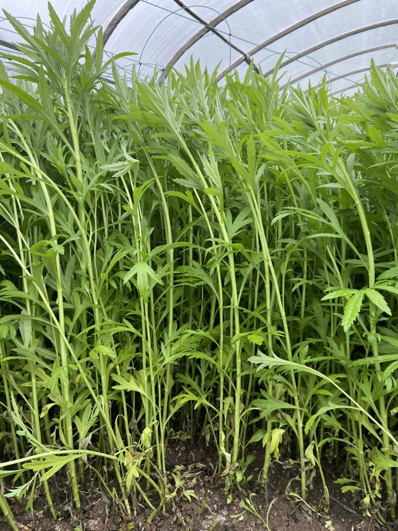精品芦蒿，新鲜上市