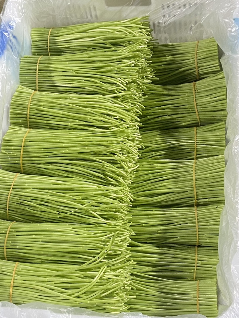 精品芦蒿，新鲜上市
