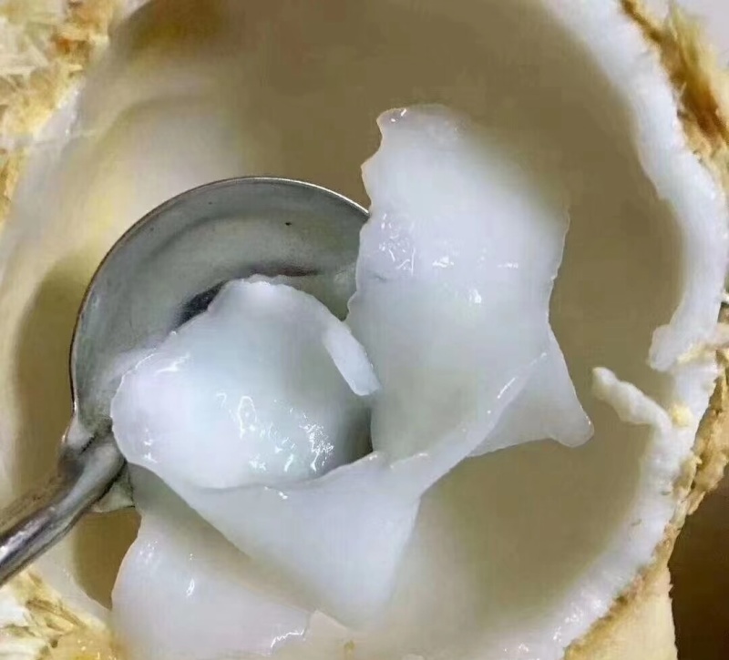 海南青椰老椰产地直发