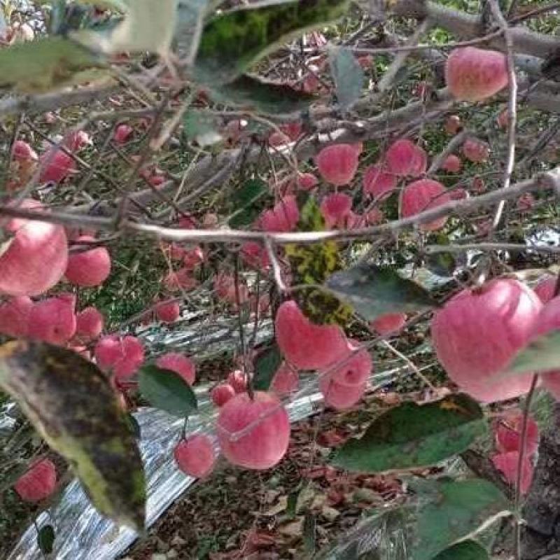 辽南韩富苹果上市，