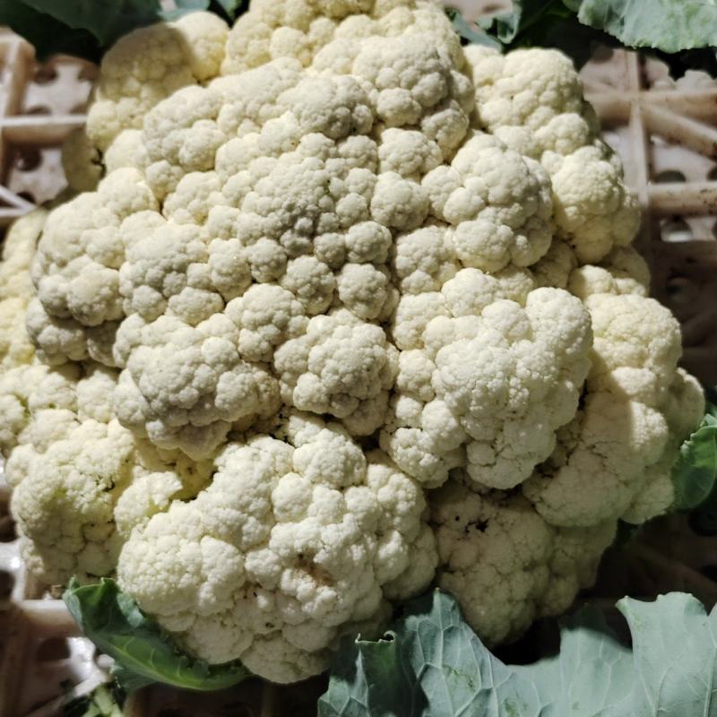 松花菜有机菜花通许花菜产地直发品质保障量大优惠