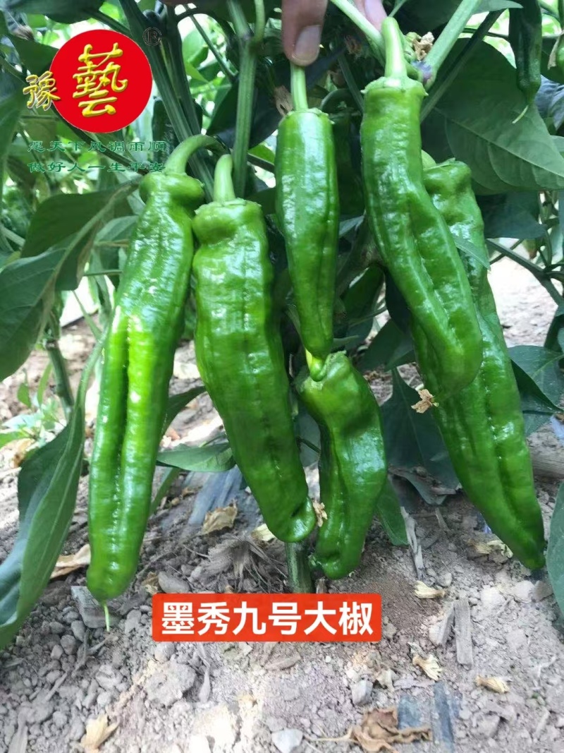 墨秀九号牛角椒种子大果型果皮深绿上部果不变短抗逆性好