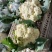 松花菜有机菜花通许花菜产地直发品质保障量大优惠