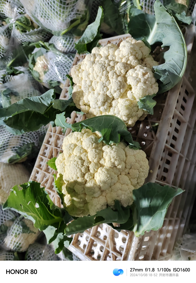 松花菜有机菜花通许花菜产地直发品质保障量大优惠