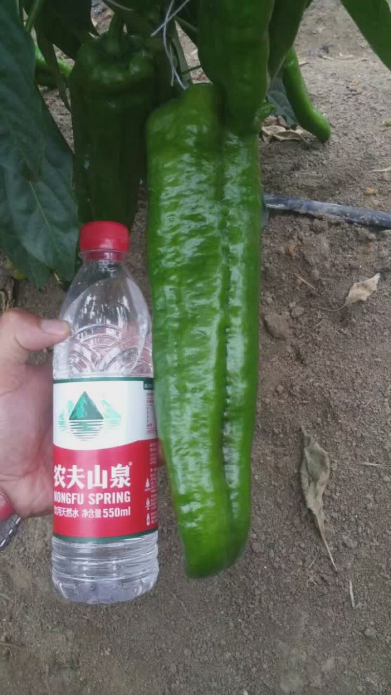 墨秀九号牛角椒种子大果型果皮深绿上部果不变短抗逆性好
