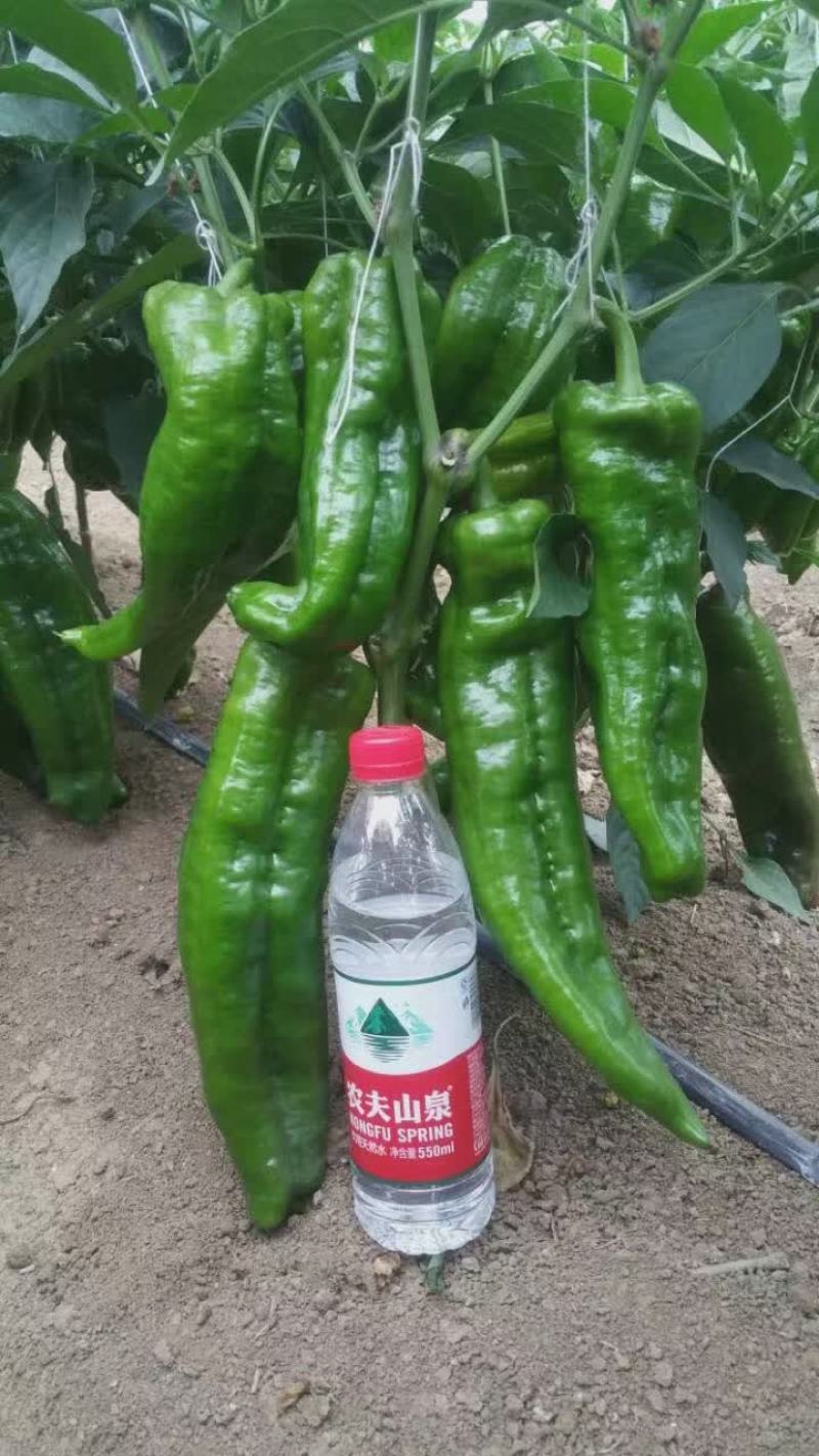 墨秀九号牛角椒种子大果型果皮深绿上部果不变短抗逆性好